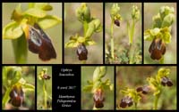 Ophrys-leucadica